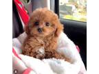 Poodle (Toy) Puppy for sale in Clifton, NJ, USA