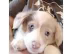 Pembroke Welsh Corgi Puppy for sale in Saint Cloud, FL, USA