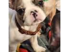 French Bulldog Puppy for sale in Cottage Grove, OR, USA