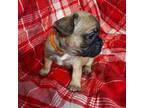 French Bulldog Puppy for sale in Cottage Grove, OR, USA