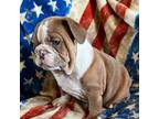 Bulldog Puppy for sale in Nowata, OK, USA