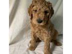 Goldendoodle Puppy for sale in Belfair, WA, USA