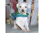 Italian Greyhound Puppy for sale in Choudrant, LA, USA