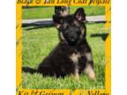 German Shepherd Dog Puppy for sale in Princeville, IL, USA