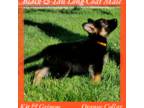 German Shepherd Dog Puppy for sale in Princeville, IL, USA