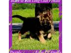 AKC Black/Tan LC - EA Purple