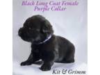 AKC Black Long Coat -KG Purple