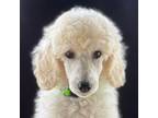 Mutt Puppy for sale in Walhalla, SC, USA