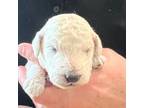 Mutt Puppy for sale in Walhalla, SC, USA