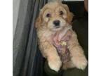 Miniature golden doodle