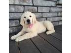 Golden Retriever Puppy for sale in Garnett, KS, USA