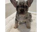 French Bulldog Puppy for sale in Union City, NJ, USA