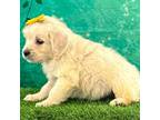 Golden Retriever Puppy for sale in Owenton, KY, USA