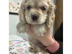 Cocker Spaniel Puppy for sale in Hampshire, IL, USA