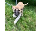 Mutt Puppy for sale in Onamia, MN, USA