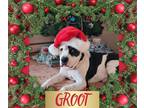 Adopt Groot a White - with Black American Pit Bull Terrier dog in Plymouth
