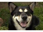 Adopt Kai a Black - with Tan, Yellow or Fawn Siberian Husky dog in Evansville