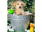 Adopt Root a Labrador Retriever dog in Castle Rock, CO (38518090)