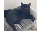Adopt John 3 a Domestic Shorthair / Mixed (short coat) cat in Hoover