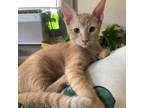 Adopt Pumpkin a Orange or Red Domestic Shorthair / Mixed cat in Galveston