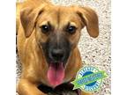 Adopt Kya a Tan/Yellow/Fawn Mixed Breed (Small) / Mixed dog in Las Cruces