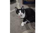 Adopt Patch a Black & White or Tuxedo Domestic Shorthair / Mixed (short coat)
