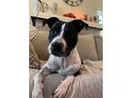 Adopt Shelby a Black - with White Mixed Breed (Medium) dog in Irwin