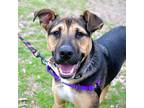 Adopt Cashew a Black Mixed Breed (Large) / Mixed dog in Austin, TX (38746039)