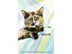 Adopt Valerie a Brown or Chocolate Domestic Shorthair / Domestic Shorthair /