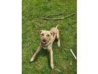 Adopt Eric a Tan/Yellow/Fawn American Pit Bull Terrier / Mixed dog in