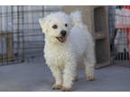 Adopt Sparky a White Bichon Frise / Mixed dog in Colorado Springs, CO (38572914)