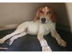 Adopt Darrell a Hound (Unknown Type) / Mixed dog in El Dorado, AR (38677750)