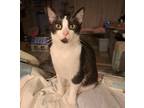 Adopt Brooklyn - *IN FOSTER* a Domestic Shorthair / Mixed (short coat) cat in