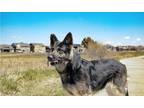Adopt Thera a Black - with Tan, Yellow or Fawn German Shepherd Dog dog in Castle