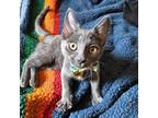 Adopt Lizzie a Gray or Blue Russian Blue / Mixed cat in Brawley, CA (38703973)