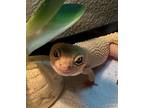 Adopt Chablis a Gecko reptile, amphibian, and/or fish in Pasco, WA (38486158)