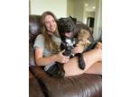 Adopt Shiloh Luna a Black Labrador Retriever dog in Bellingham, WA (38532666)