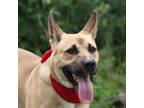 Adopt Duke a Tan/Yellow/Fawn German Shepherd Dog / Mixed Breed (Medium) dog in