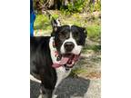 Adopt Domino-Adoption Fee Grant Eligible! a Great Dane / Mixed Breed (Medium) /