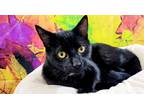 Adopt Midnight a Black & White or Tuxedo Domestic Shorthair (short coat) cat in