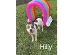 Adopt Hilly (Honey) a White - with Gray or Silver American Staffordshire Terrier