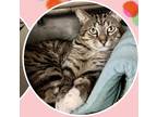 Adopt Mittens a Spotted Tabby/Leopard Spotted American Shorthair / Mixed (short