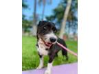 Adopt Zoe a Mixed Breed (Medium) / Mixed dog in San Diego, CA (38634504)