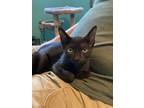 Adopt Milly a All Black Domestic Shorthair / Mixed cat in Safety Harbor