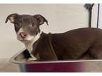 Adopt Edgar **Rescue Center** a Brown/Chocolate - with White Whippet dog in