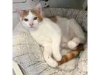 Adopt Toby a White Domestic Mediumhair / Mixed cat in Helena, AL (38768785)
