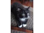 Adopt Victor a Black & White or Tuxedo Domestic Mediumhair / Mixed (long coat)