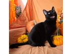 Adopt Fern a All Black Domestic Shorthair / Mixed cat in Morgan Hill