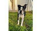Adopt Archie a Boston Terrier / Mixed dog in Tiffin, OH (38575185)
