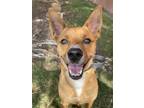 Adopt Pancho a Tan/Yellow/Fawn Shepherd (Unknown Type) / Mixed dog in Dallas